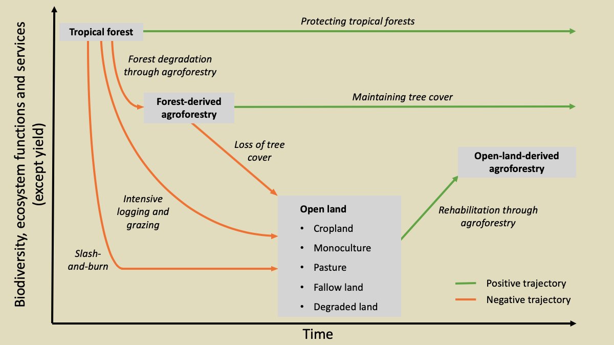 8/12 Importantly, forest-derived agroforests will typically still outperform open-land-derived agroforests in terms of  #EcosystemServices and  #Biodiversity.BUT what matters is the change compared to the previous land-use!To illustrate this, we came up with this framework: