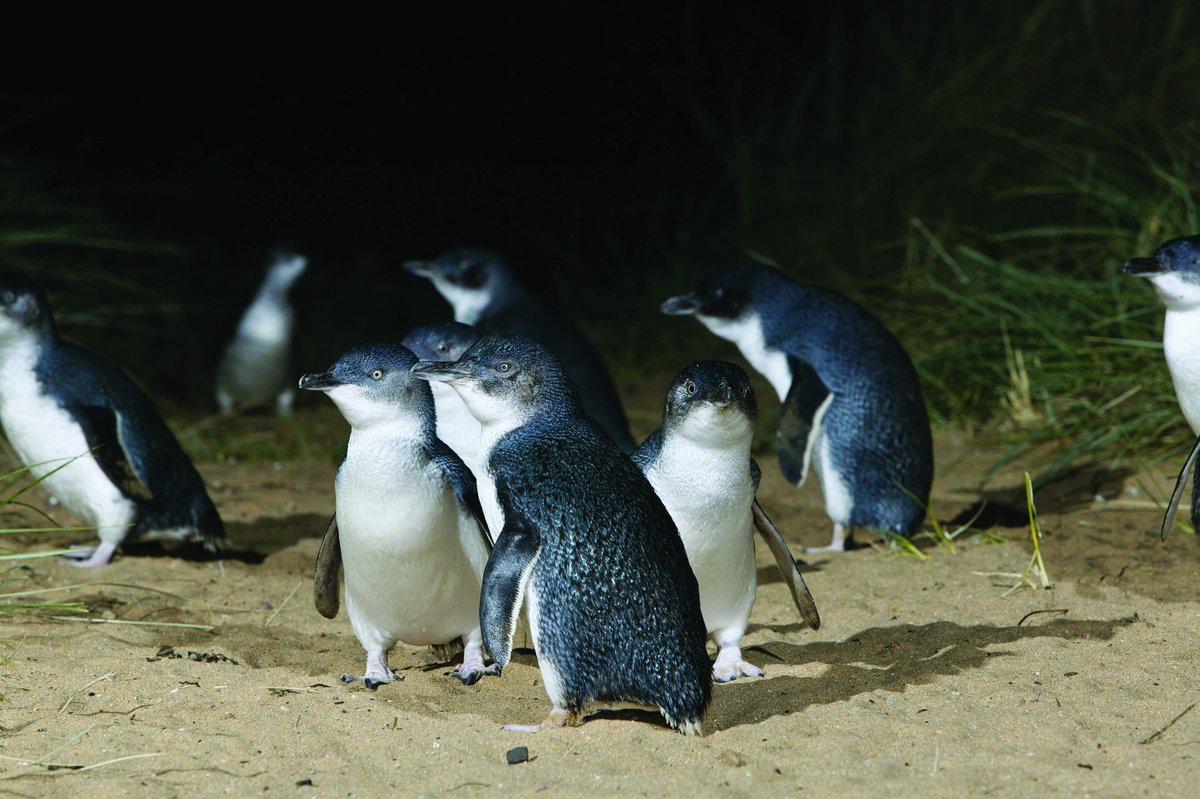 ニュージーランド政府観光局 世界最小のペンギンをご存知ですか 明日16日 火 午後8時から放送予定のnhk Bsプレミアム 世界ふれあい街歩き では小さなペンギンたちが暮らす小さな街 オアマルが紹介されます お見逃しなく