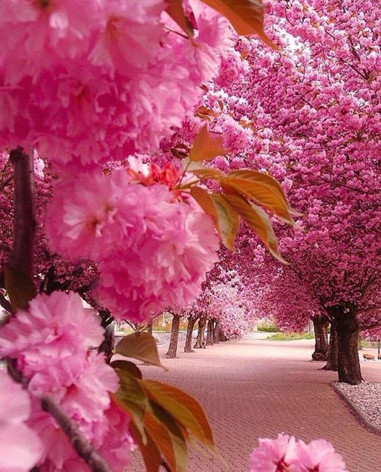 🌸🌸What a Beautiful !! PINK & Nature🌸🌸