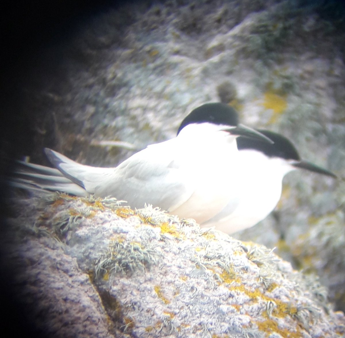 NicolasJouault's tweet photo. 2 of 3 of this mornings roseate terns with @minoxuk scope.  @BretagneVivante @Natures_Voice @jsynationalpark @RoseateTernLIFE https://t.co/B9WvbYRQe1