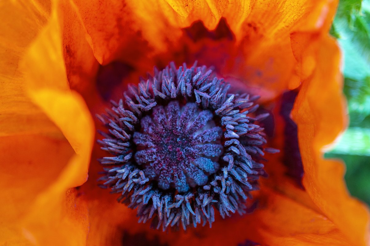 Eduard_A's tweet photo. Макро МАК.

#macro #macrophoto #macrophotography #macroflower #flower #closeup #макро #макрофото #цветы #мак #цветоводство #садогород #цветущиймак https://t.co/brxNH8WmrT