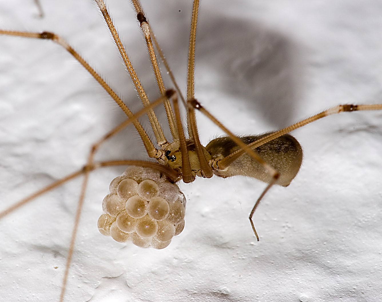 Daddy Long Legs vs Cellar Spiders