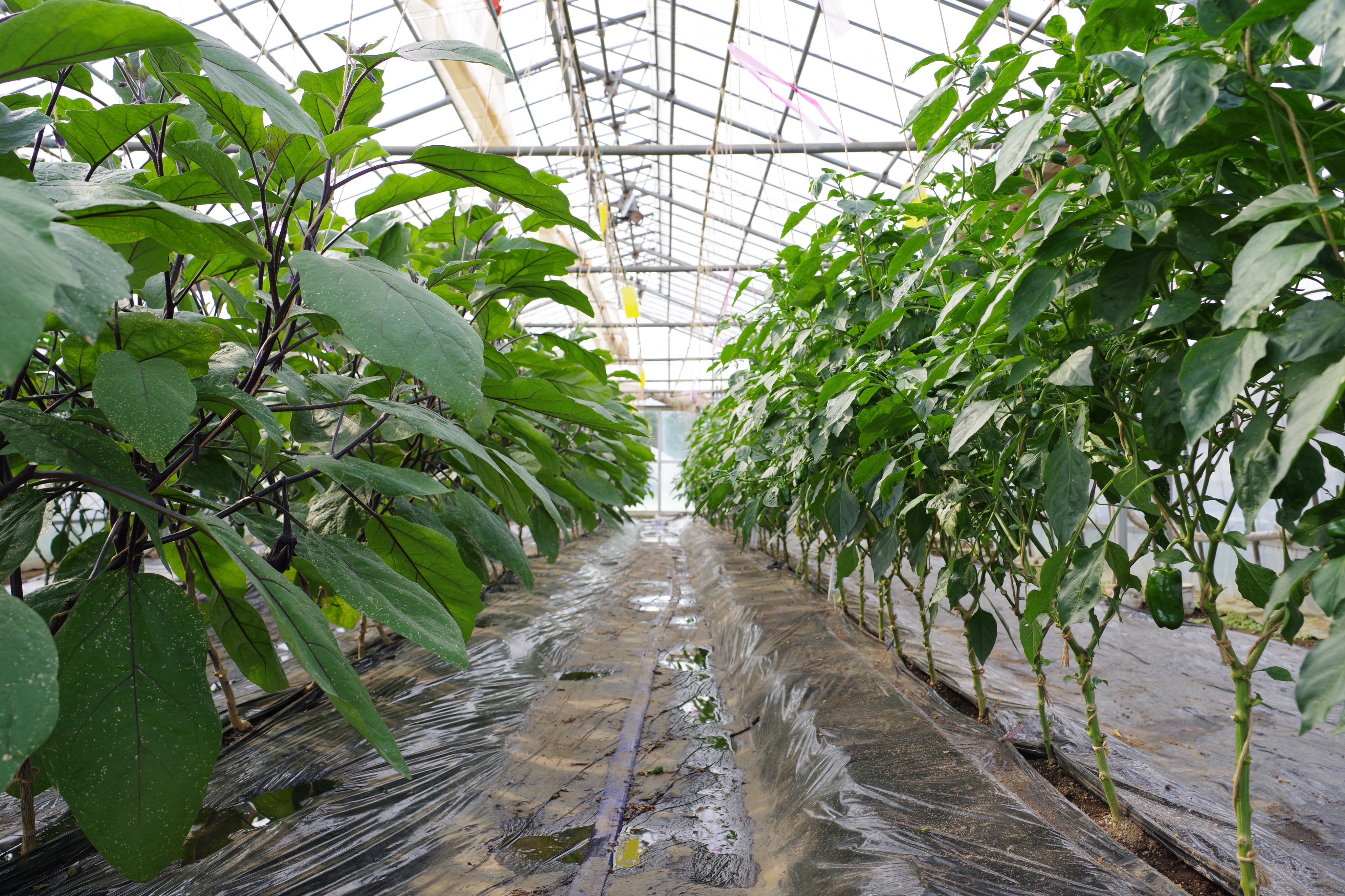 Katsuji Noda プラスチックハウスではナスとピーマンの収穫が始まっています 左側がナス あのみのり2号 右側がピーマン 京ひかり です ナスとピーマンは両方ともナス科の植物です ピーマンが2本主枝に整枝 誘引されていることが分かります 千葉大学