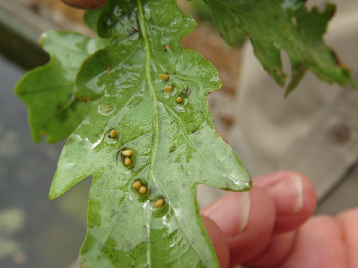 On 3rd June we found this oak leaf floating in a pool at Scotney Castle. The 'eggs' laid on the underside are in a linear pattern and have 'antennae' protruding through the top of the leaf. Can anyone help identify please? @iancbeavis