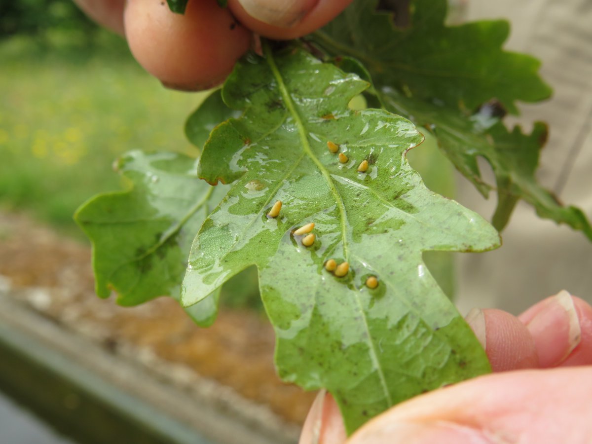 Kent High Weald tweet media