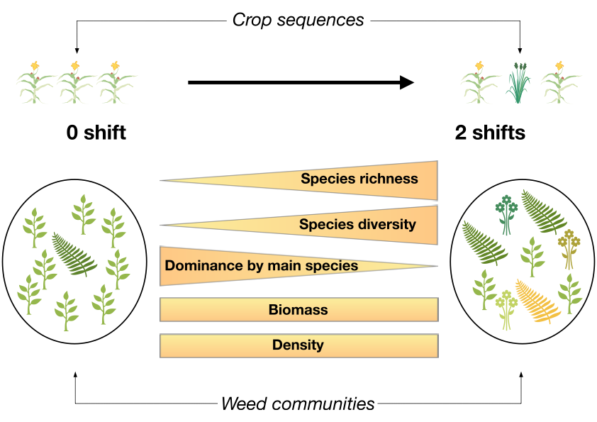margot_neyret's tweet photo. New paper out! Year-to-year crop shifts promote weed diversity in tropical permanent rainfed cultivation https://t.co/pOMzF36IZ3 https://t.co/zS1ilMaYCJ