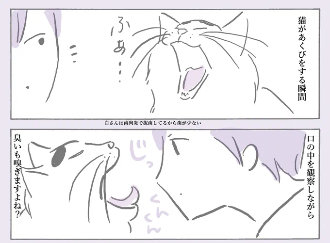 【猫まんが】猫があくびをしたら毎回やること
#漫画が読めるハッシュタグ 