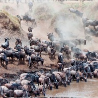 nature_exp's tweet photo. We are approaching the MIGRATION PERIOD... Have you booked your trip to the Mara?
Email info@natureexpeditions.com or call 0710724775 for booking
.
.
.
#NaturePhotography #natureexpeditions #travelwithapurpose #twendekenya https://t.co/Uf1jkJvszC