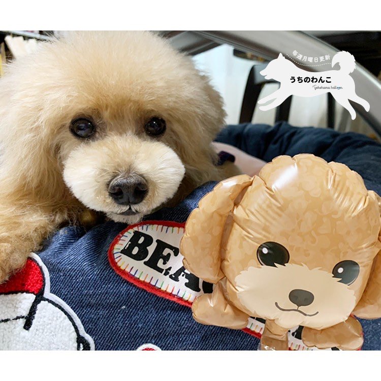 カープ犬 Twitter Search カープ犬 Twitter Search
