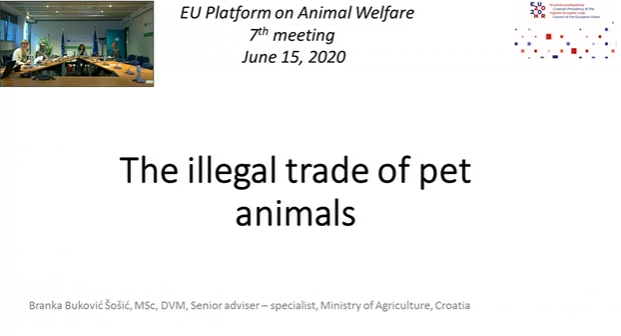 Act4AnimalsEU's tweet photo. 🇪🇺🐈🐕#DYK that 98% of participants of the "#IllegalPetTrade: Game Over" expert workshop w/ @EU2020HR think that all cats&dogs in Europe should be identified by a microchip, & their owners’ details registered in a database so that both can be traced❓
#EU4AnimalWelfare #Act4Pets https://t.co/ZlZCB7LwQP