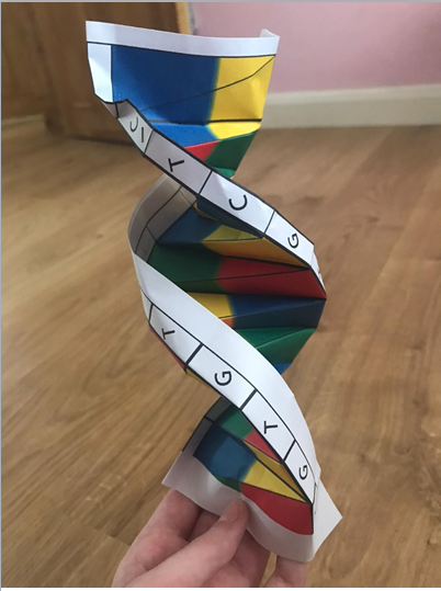 DrHarbachTMCS's tweet photo. Some excellent work by year 8 scientists learning about DNA. Well done Yuhan, Rihanna, Alfie and Rasena#lockdownscience https://t.co/kHVkrONcB5