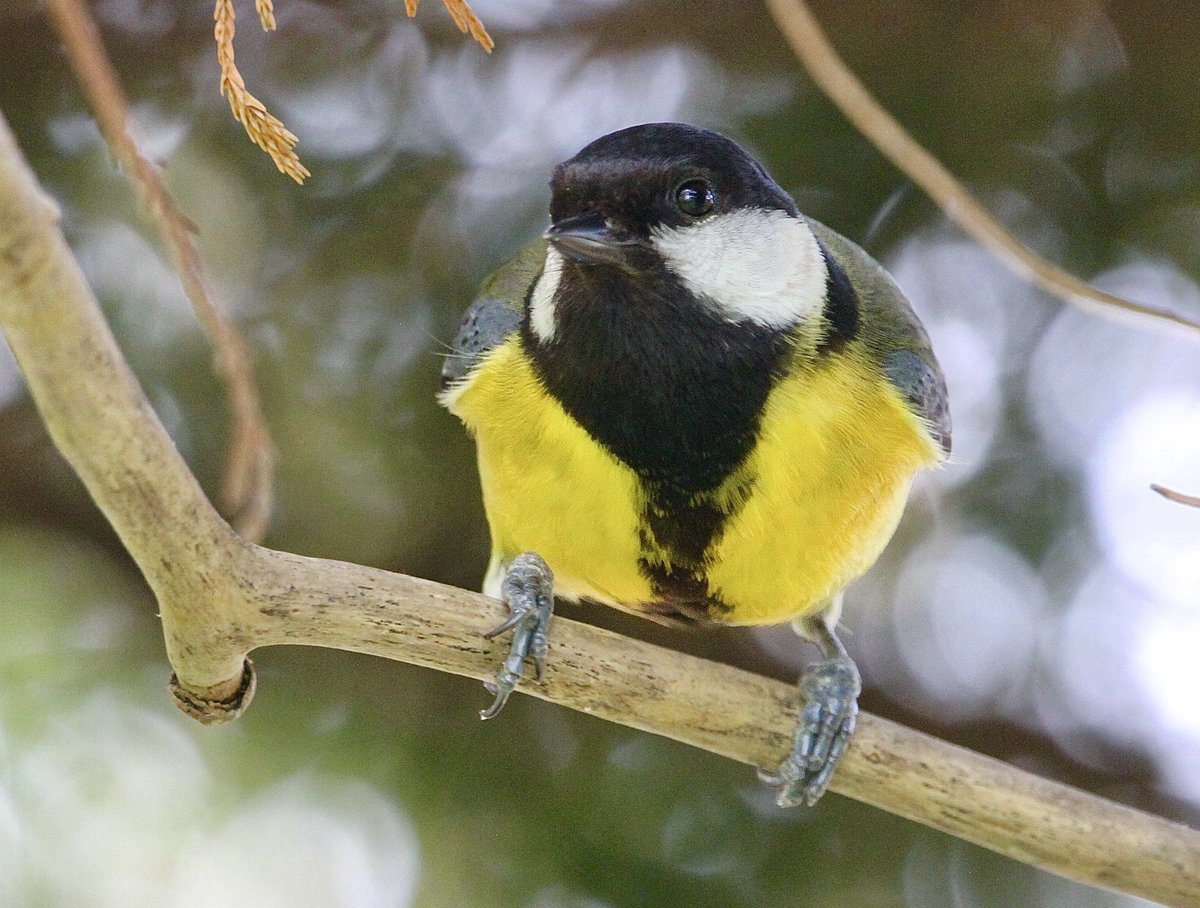 HannahStitfall's tweet photo. THANK YOU ALL! ❤️🌱 We are so pleased that you all enjoyed this years #Springwatch 🤍 The series may be over, but the wildlife hasn’t stopped! &amp; we must be there now for nature. Plz continue to share, support &amp; champion our UK wildlife, it needs us ❤️

#wildlife 
#SolaceInNature https://t.co/5qxVCwoS4z