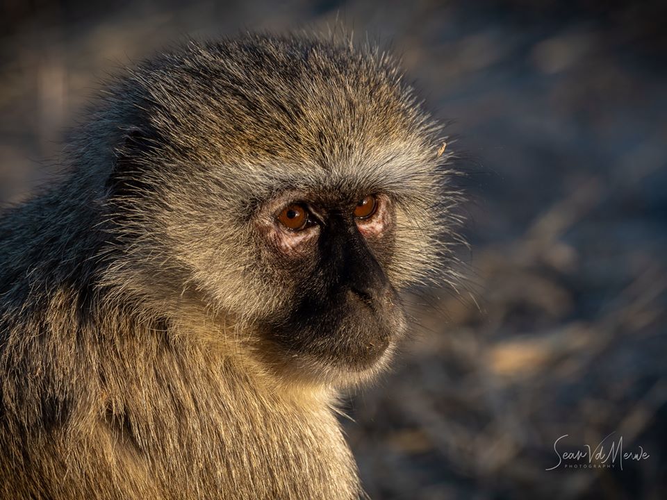 WeAreWilderness's tweet photo. A Vervet Monkey, and a Chacma Baboon gave alarm calls and boom leopard!! As we focus on the sounds of nature lets stop and listen ... the bush is talking to those who listen. Images by Sean vd Merwe #Mombo #Olympus #IDreamOfAfrica #zuiko #omdinspired #thisisbotswana https://t.co/aVObuBGQgD