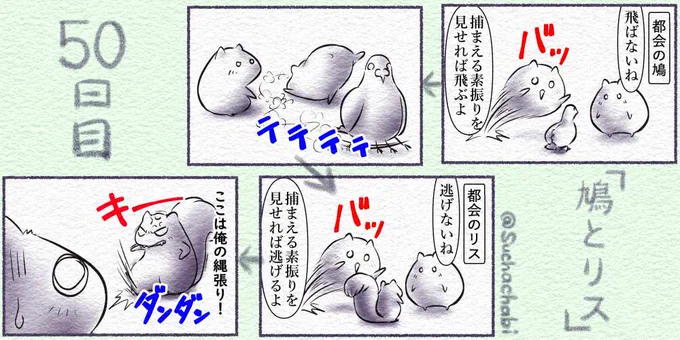 50日目 鳩とリス都会にいる野生の鳩とリスについて描いてみました#4コママンガ  #4コマ漫画  #4コマ  #落書向上委員会 #絵描き人 