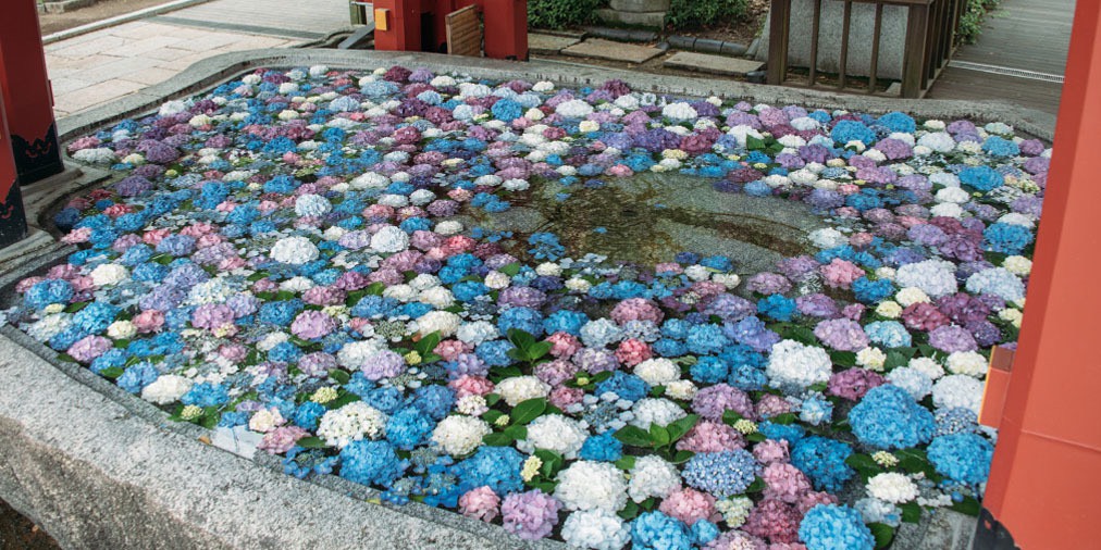 太宰府天満宮 公式 色とりどりの紫陽花を浮かべた 花手水 梅雨空のなか 水を受け一層鮮やかに咲き誇っている紫陽花の大きな花房が 気分を晴れやかにしてくれます 太宰府天満宮 天神さま 手水舎 Dazaifutenmangu