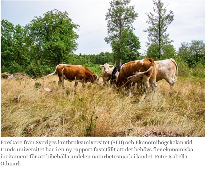 lrf_mjolk's tweet photo. För samma mängd gräs behövs fler ha naturbete jmf m odlad vall. Förändra beräkningen för kompensationen så att den faller ut mer rättvist för dem som har naturbetesmarker. #biologiskmångfald @JennieNilsson @klotet @jordbruksverket /Suz https://t.co/gI1xPJibBj https://t.co/6NxA4lq5xR
