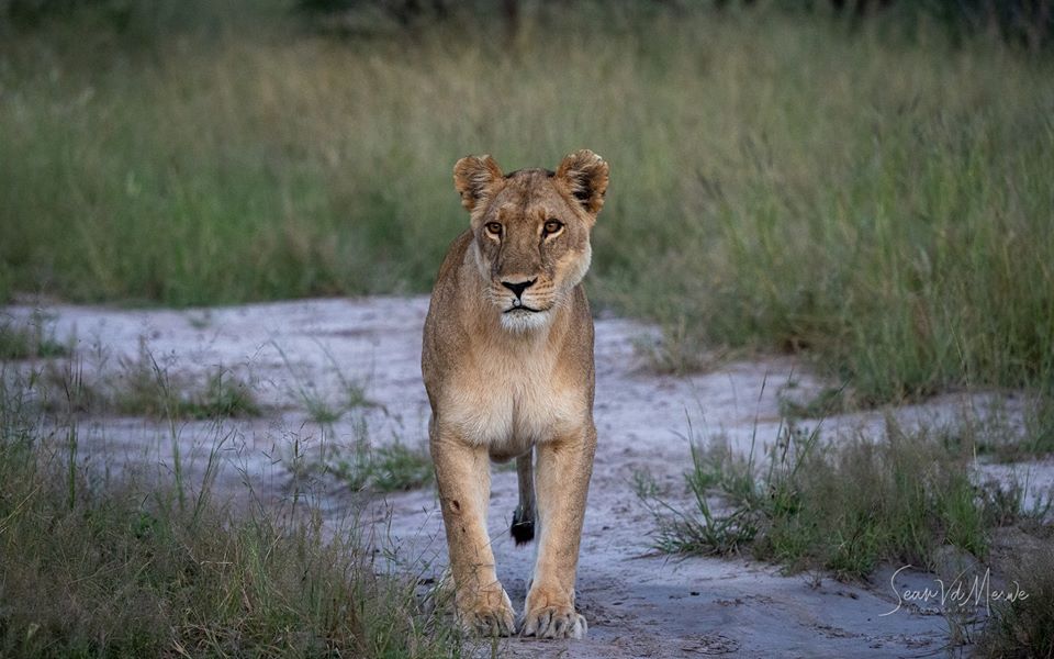 WeAreWilderness's tweet photo. To say that the area we conserve is arguably some of the best game viewing on the continent is an understatement. The floods have brought so much game to the area making it very unique to this part of the #OkavangoDelta.
#MomboCamp #Olympus #OMDinspired #Zuiko #Wearewilderness https://t.co/S1qe9NnxC6