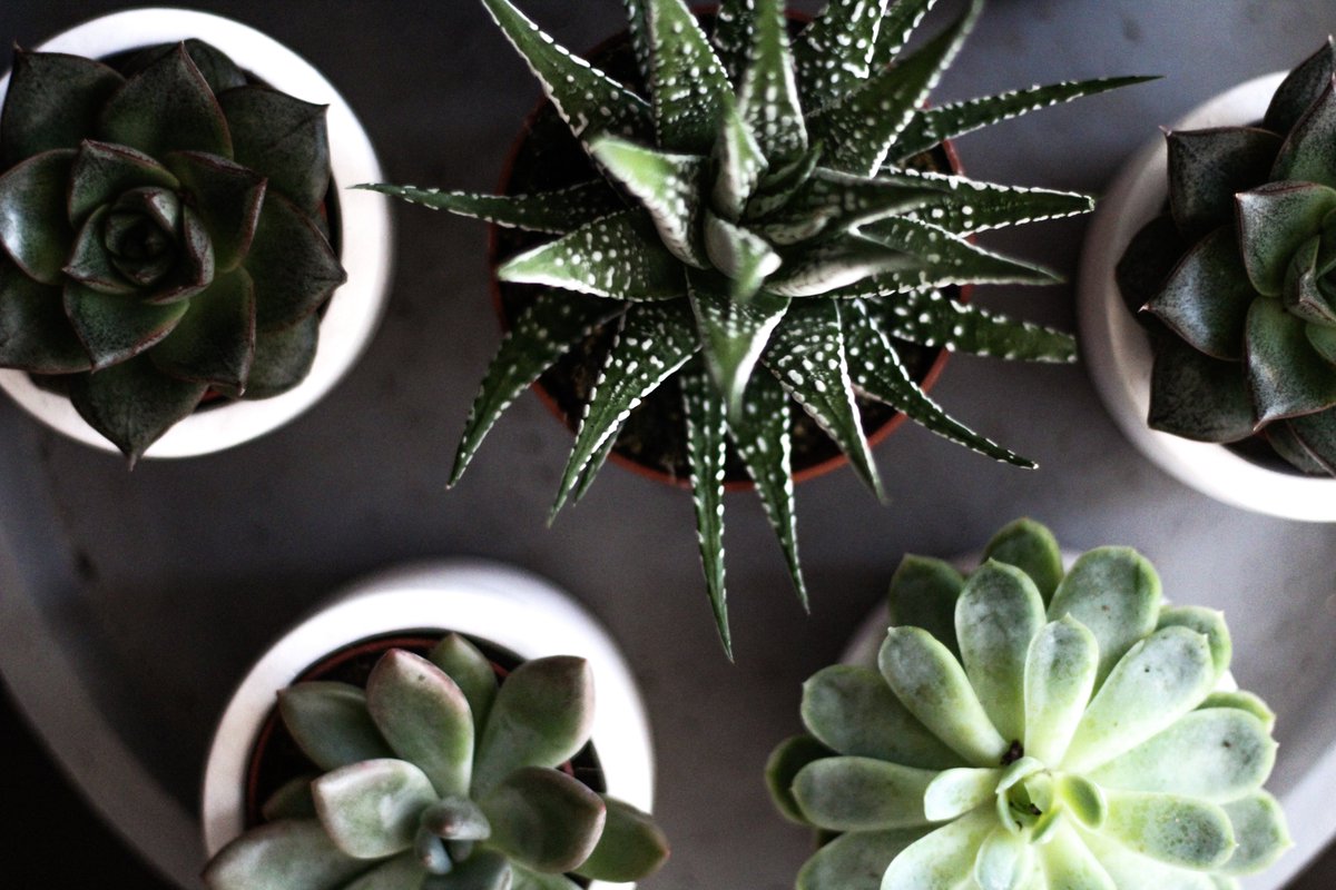 handtiedbox's tweet photo. Father's Day Green Sets are now live!
Go ahead and get your dad some cute little succulents that he'll surely love ♥️
https://t.co/MXeefUCSVl
.
.
.
#HandTiedBox #FathersDay #GiftIdea #DubaiFlorists #succulents #FathersDayGifts https://t.co/RLiV6jxzdp