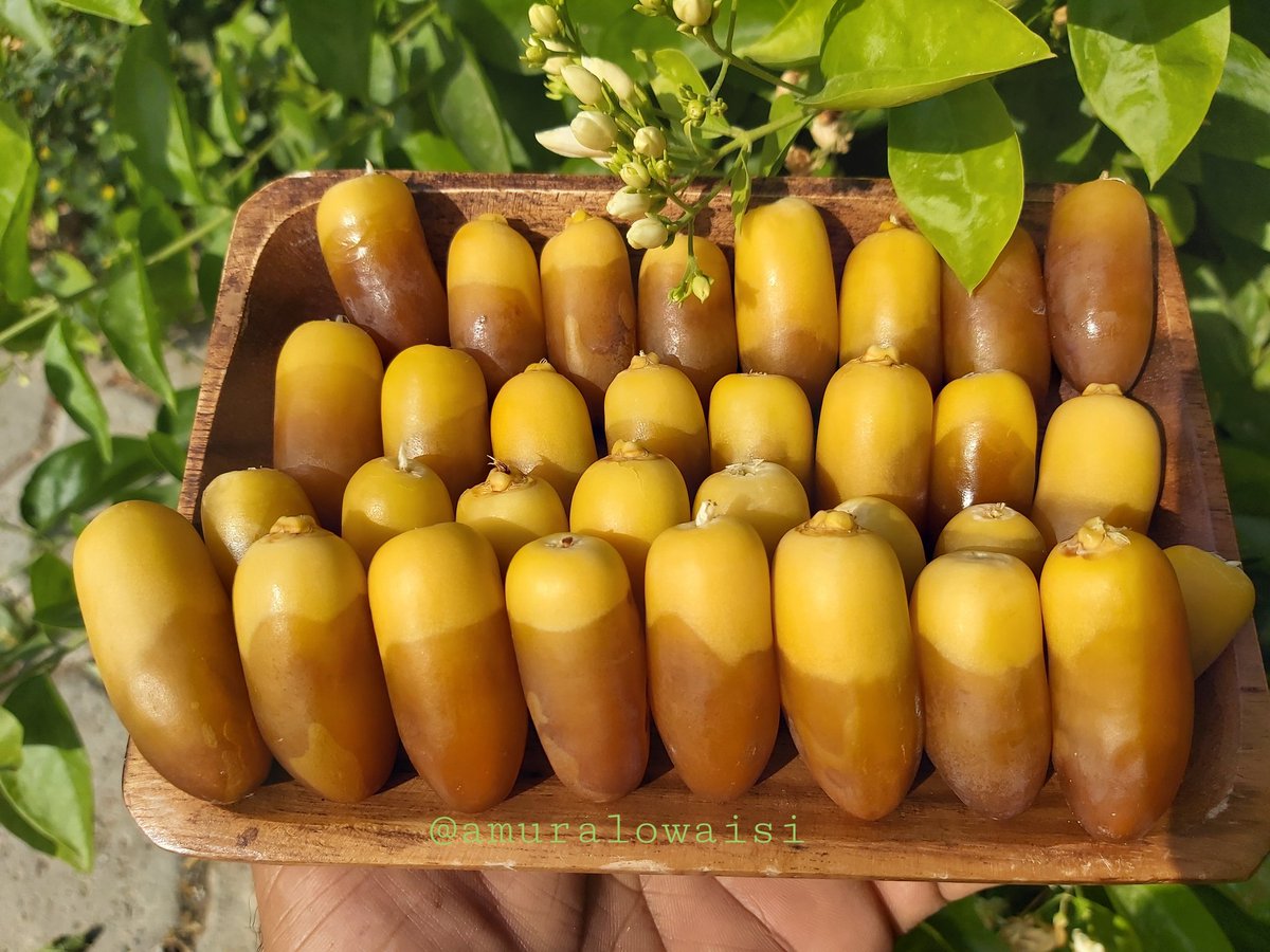 amuralowaisi's tweet image. 🌴صنف البرني🌴
متوسط الموسم
إنتشارة الشرقية شمالها وجنوبها
يستهلك رطبا وتمرا
#رطب #تمر #برني #اصناف_التمور_العمانية