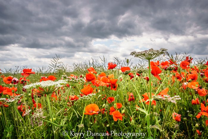 Kerry Duncan Photogr tweet media