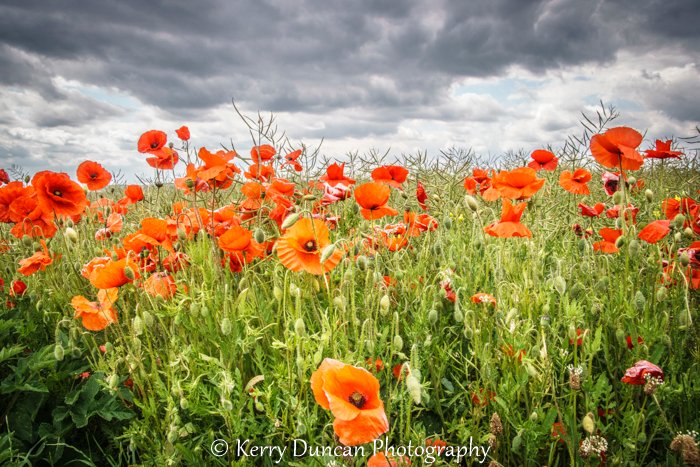 Kerry Duncan Photogr tweet media