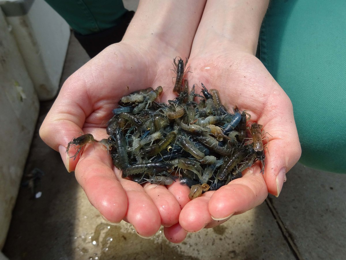 OnderzoekOdisee (@onderzoekodisee) on Twitter photo Eten we binnenkort roodschaarkreeften van eigen bodem? Odisee onderzoekt samen met PTI Kortrijk, LSAQUA en Aqua4C de mogelijkheden voor deze teelt in Vlaanderen.
<a href="/odiseesalto/">Salto onderzoeksgroep</a>
Alle hens aan dek nu, want het voortplantingsseizoen is volop aan de gang.
aqua-erf.be/Aqua-ERF/node/… Eten we binnenkort roodschaarkreeften van eigen bodem? Odisee onderzoekt samen met PTI Kortrijk, LSAQUA en Aqua4C de mogelijkheden voor deze teelt in Vlaanderen.
<a href="/odiseesalto/">Salto onderzoeksgroep</a>
Alle hens aan dek nu, want het voortplantingsseizoen is volop aan de gang.
aqua-erf.be/Aqua-ERF/node/…