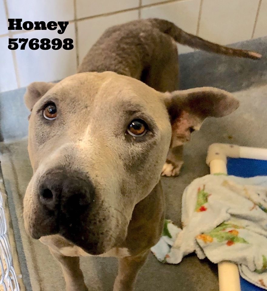 MoishesMom's tweet photo. 🚨🆘👇🏻Janice, Graycee & Honey will 💉if no1 comes 😖😭 Look at these sad, forlorn alone beautiful faces 🤗#SanAntonio #Tx will 💉them all 😖👿Janice is begging; Graycee is pleading w/her eyes & Honey knows her fate 😭#retweet #CAPA They deserve life—not the burn of 💉🚨🆘👇🏻🙏🙏🙏 https://t.co/sUm9BMKOZ9