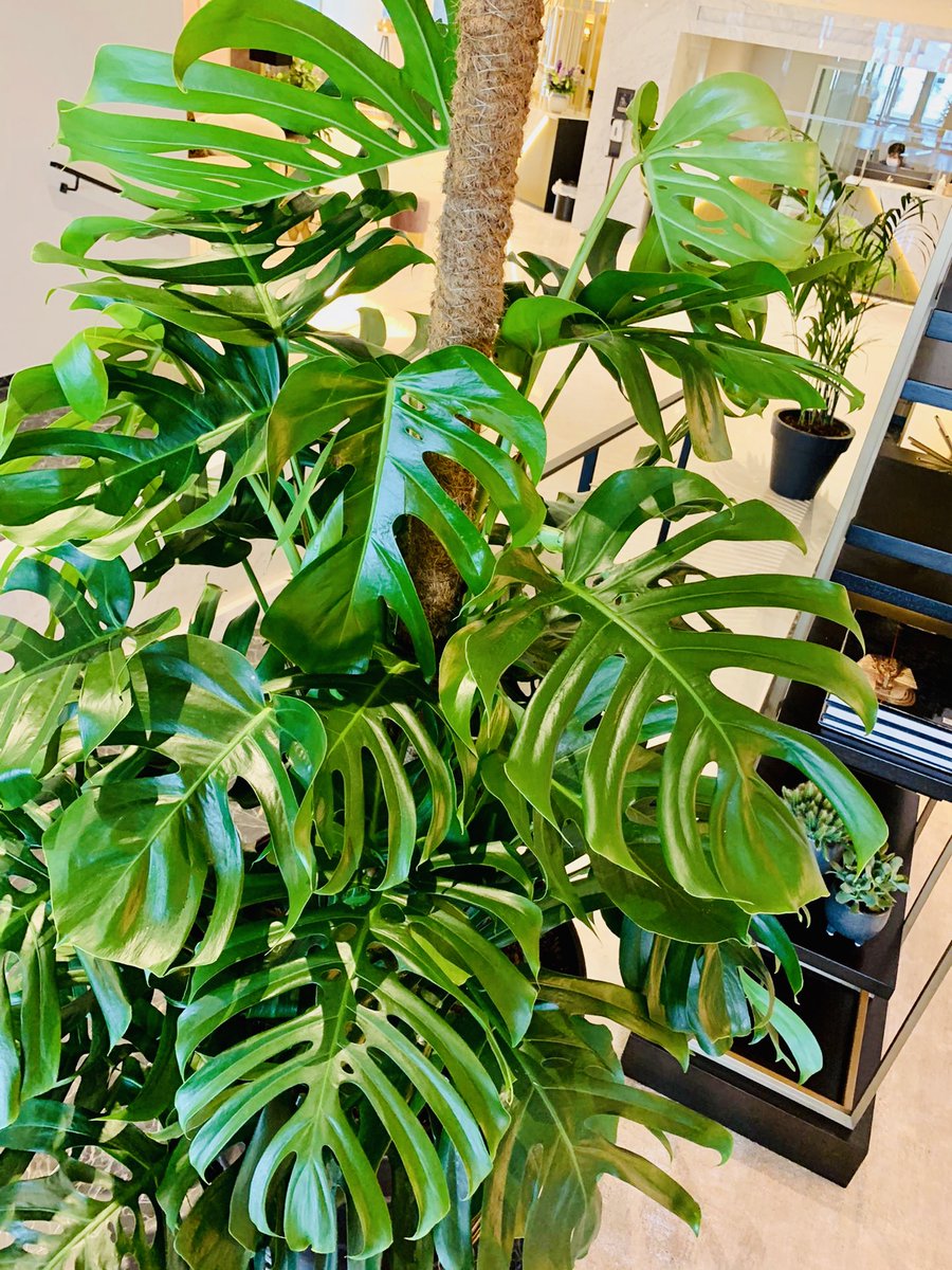 FleurLies's tweet photo. Wij zorgden voor de aankleding van de planten in C-Hotels Andromeda in Oostende. Het hotel werd onlangs gerenoveerd en verwelkomt haar gasten nu in een vernieuwde receptie.
#fleurdelies #loveflowers #loveplants #b2b #project #plants #renovation https://t.co/r4FOcPqkm9