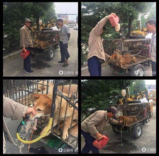 Chrisscoudyser's tweet image. Chine 😡 
Les chiens sont forcés d’avaler un maximum d’eau à l’aide d’un tuyau enfoncé dans leur gorge, pour peser plus lourd, lors de leur vente aux abattoirs, sur le marché. Ordures🤮