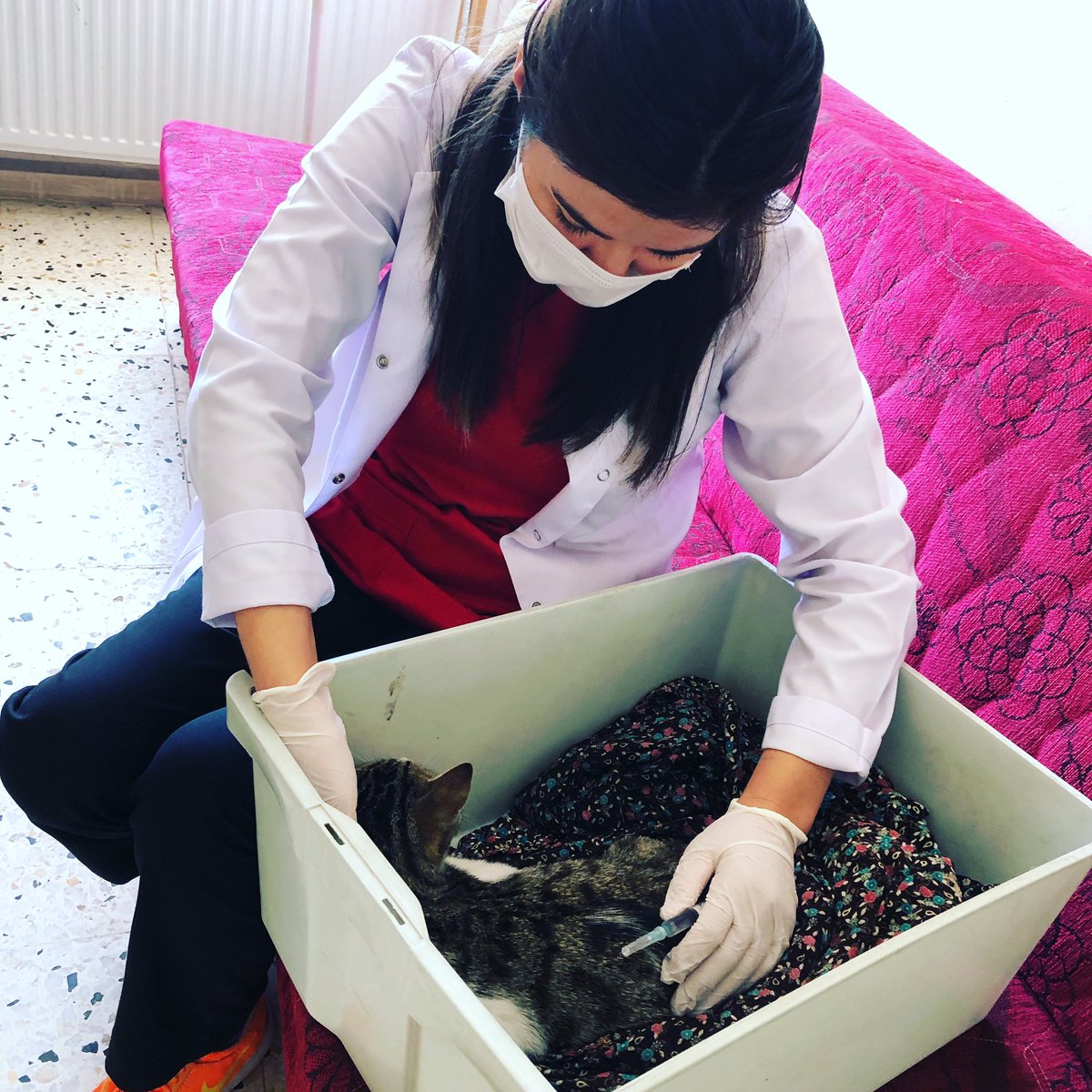 SenalCigdem's tweet photo. Kedicik çok hasta vicdanım onu bırakmaya el vermedi . #asm #hemşire #asç https://t.co/uhMAqQBev7