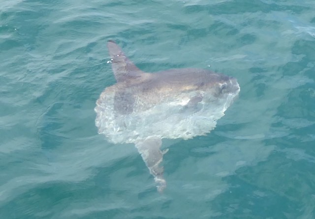 Wow! An Ocean Sunfish (or Mola Mola) spotted off #Portland Harbour yesterday afternoon. #Sunfish are the largest bony fish on the planet and visit UK seas during the summer months to eat jellyfish. Have you ever seen one?

Thanks to Liz Hemsley for sending us the picture 📸