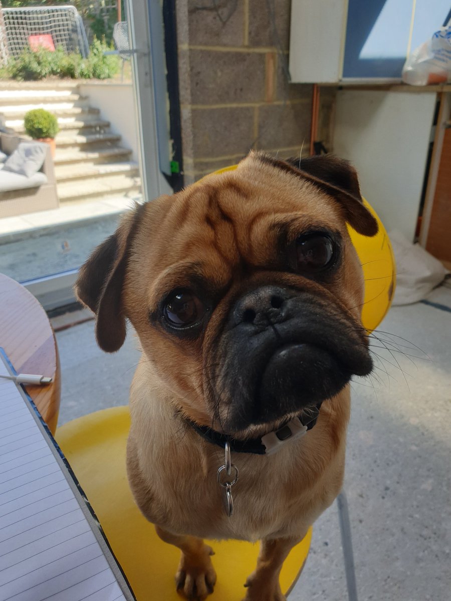 Random guests at lockdown meetings....#dogs #dogsatmeetings  #lockdowndogs #pugs