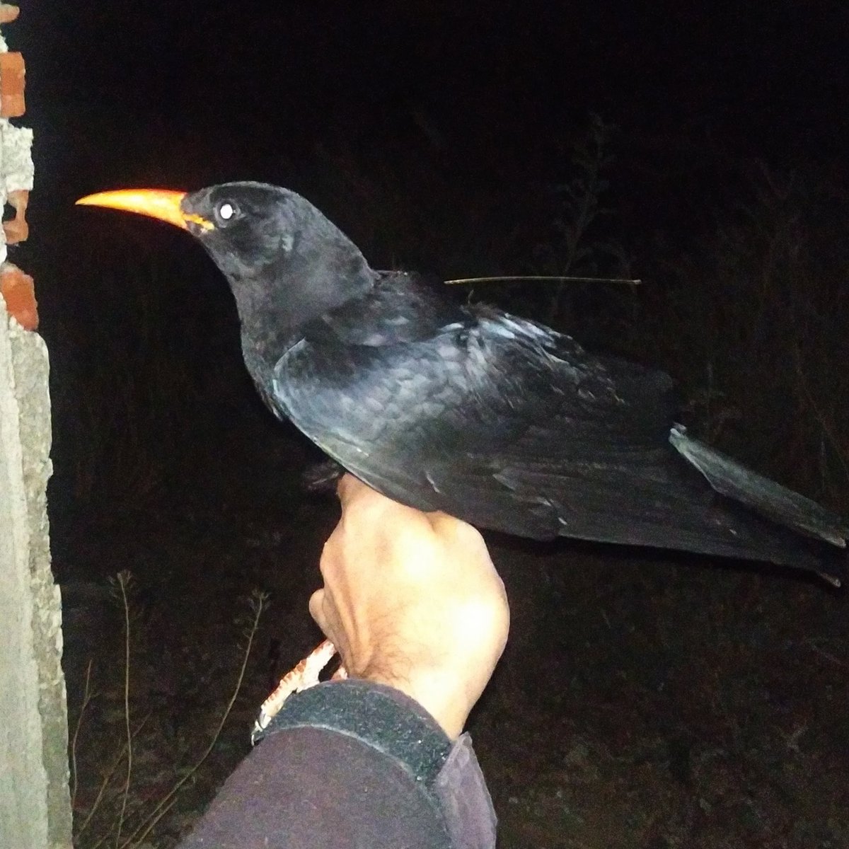 JuanMa_PerGar's tweet photo. We take up the study of the spatial ecology of red-billed choughs in Central Spain with new 3 new birds tagged. We are excited to use the new 9g devices from @ornitela. @MNCNcomunica @ecologiaUMH y Grupo Anillamiento Naumanni. #spatialecology #trackingbirds https://t.co/kbKIJJ5ZFF