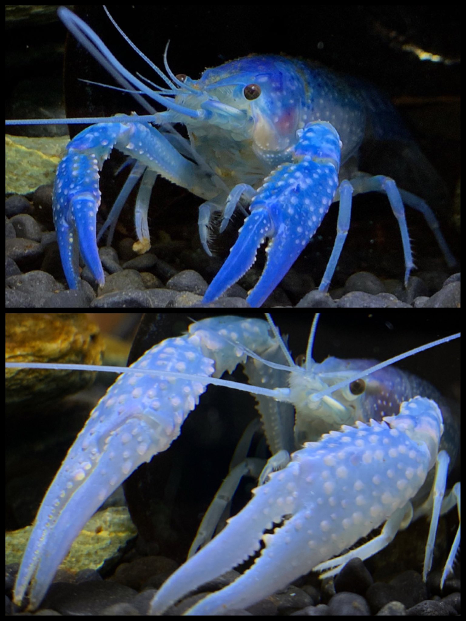 Crayfish Chizari Chizaricrayfish Twitter