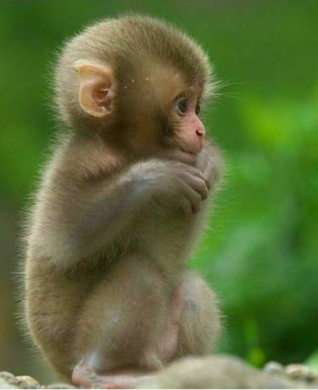 Do Le Bebe Singe Grumpygrillette Tout Petit Tout Doux Do Le Bebe Singe Grumpygrillette Tout Petit Tout Doux