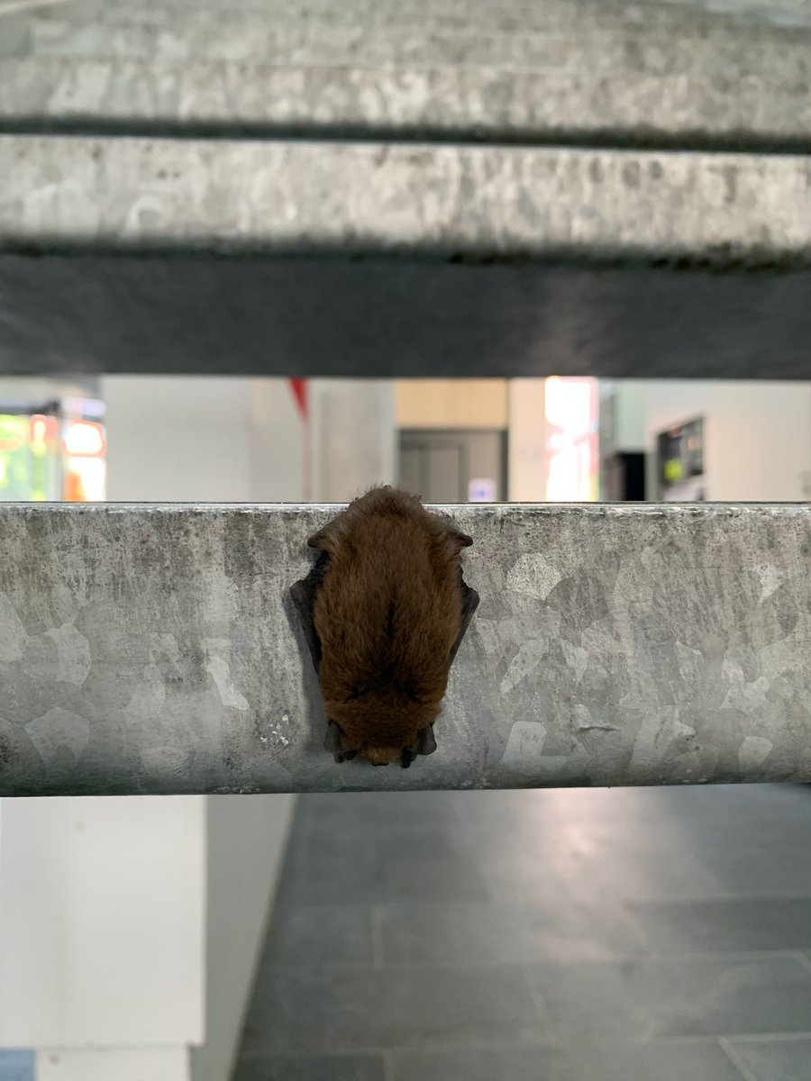 During our absence, this bat has found a new home in the main faculty hall! Wonder if it is abiding by the <a href="/KU_Leuven/">KU Leuven</a>  corona measures... <a href="/FSW_KULEUVEN/">Sociale Wetenschappen - Social Sciences KU Leuven</a>