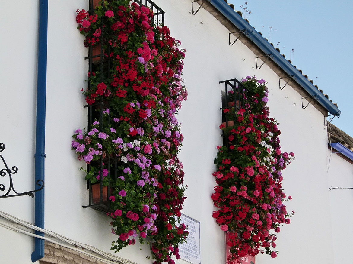 ¡Hoy comienza el Concurso de #RejasYBalcones2020! ¿Cuáles ganarán los premios a los más bonitos? Descárgate la info y disfruta de esta arraigada tradición popular de #CordobaEsp: 👉bit.ly/RejasYBalcones… 👉bit.ly/PlanoRejasYBal… de @cordoba Más info: bit.ly/RejasYBalcones…