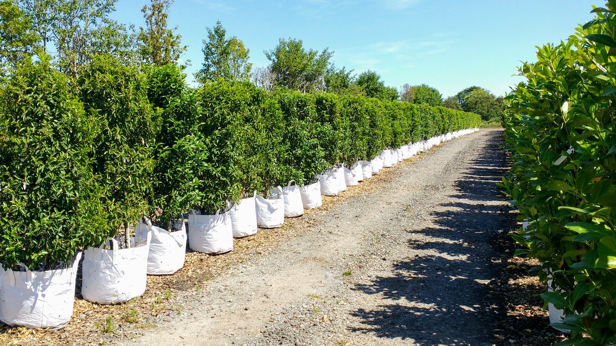 jajonesUK's tweet photo. So our customer needed 50 metres of cost effective evergreen instant hedge to ensure privacy at a high end property. No problem we said...
.
#instanthedge #portugueselaurel #laurelhedging #Evergreen #hedging #screening #privacy #gardendesign #landscapedesign #landscaping https://t.co/AptbAaMSFU