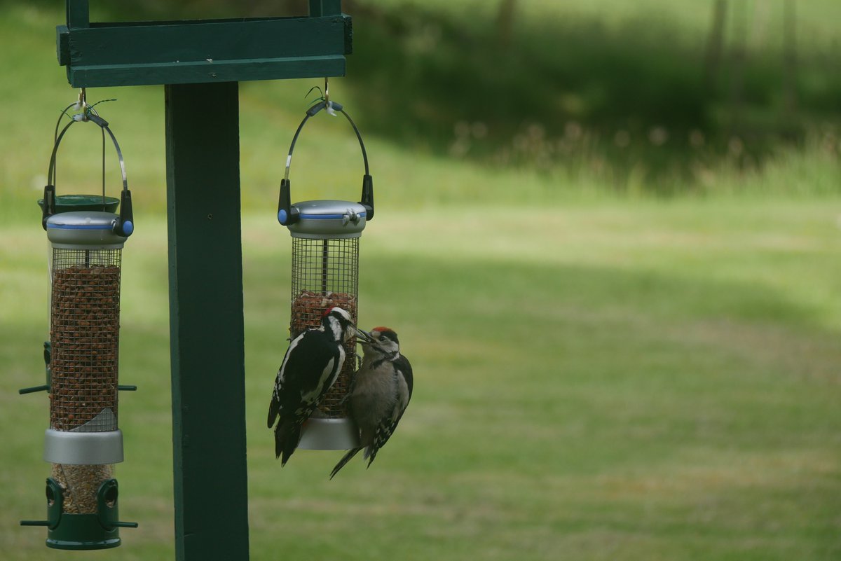 CPatchells's tweet photo. This is the final day for entries into the Patchell's House Photo Competition - The theme is 'Home'. Some excellent photos have already been submitted. #CollPatchells https://t.co/4zcWqitH0F