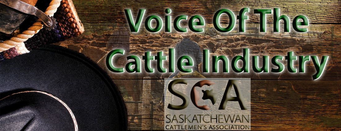The SCA is contributing up to $1 million to partner with the Government of Saskatchewan in offsetting the COVID-19 impacts on the WLPIP premiums.

For more on this release, click on the link below.

saskbeef.com/sca-and-govern…

<a href="/skcropinsurance/">Saskatchewan Crop Insurance Corporation (SCIC)</a>