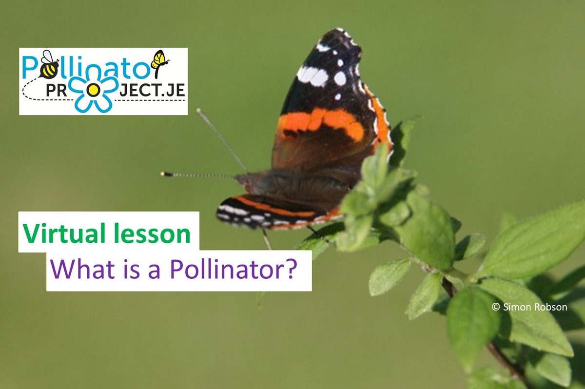 Join our 1st virtual lesson on What is a #Pollinator. All ages welcome. 19th June at 14:00, Free. eventbrite.co.uk/e/106931438812 #PollinatorProject #virtuallearning
