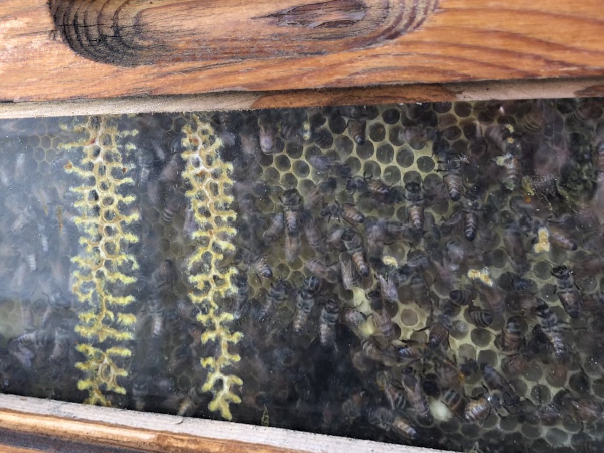 Our rooftop garden is thriving!  Yellow and white cornstalks, winter squash, green beans, zucchini, and tomatoes are just a few of the vegetables we have growing in our #urbangarden! Also, the bees are busy making honey 🍯 🐝Check out the closeup of the hive in action!