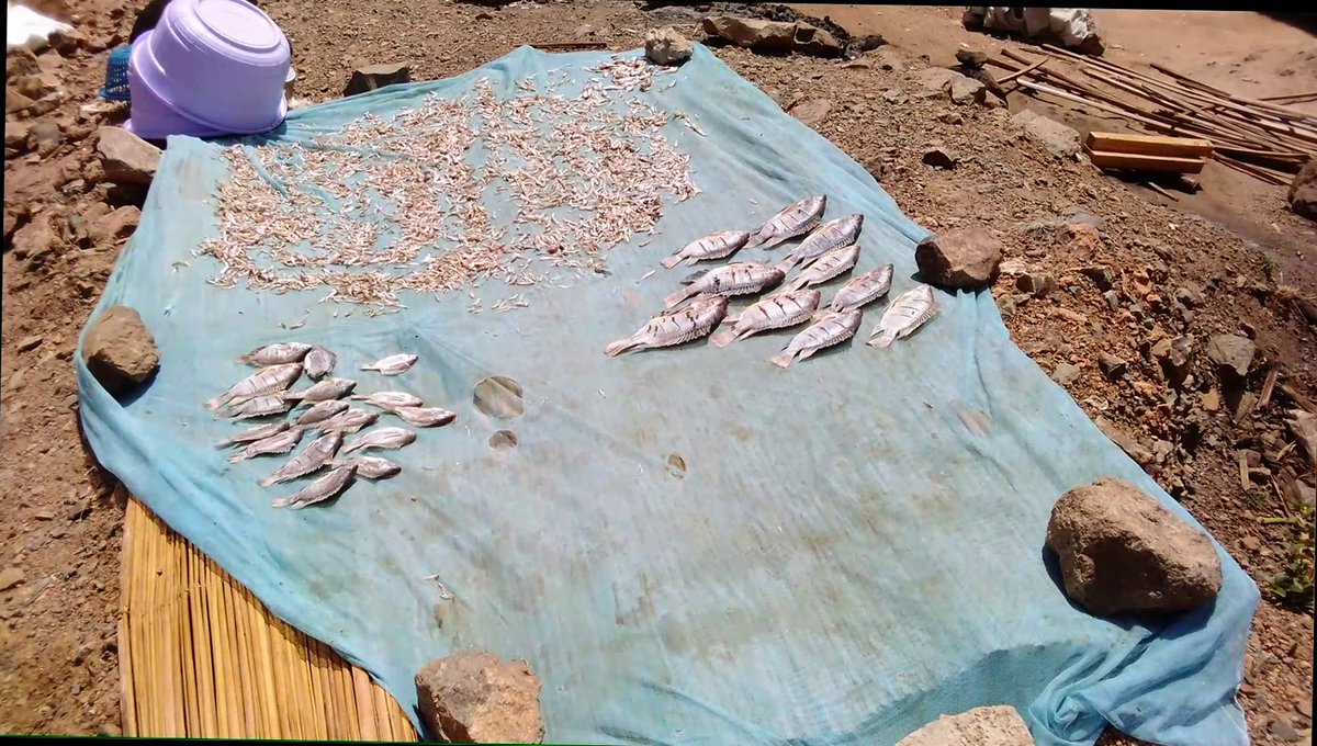 In Kenya 🇰🇪, fishing in Lake Victoria is no more the same. Many actors who were engaged in #fisheries are turning to other activities like farming to sustain their livelihoods. 

Learn more ➡️ bit.ly/3frcIDa 
#SIPAnews #ClimateChange