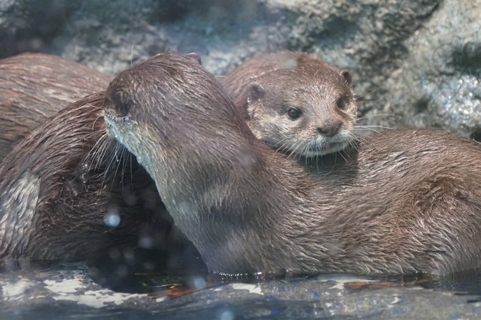 サンシャイン水族館のtwitterイラスト検索結果 古い順