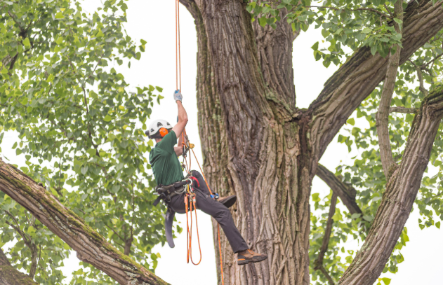 DaveyTree's tweet photo. Here at Davey, safety is a value. It's not just a priority, because priorities change. This week's theme for #NationalSafetyMonth is building a safety culture. Visit our social media platforms this week for examples of Davey's safety culture. #ThisIsWhyIamSafe https://t.co/rvpbbc1WdL