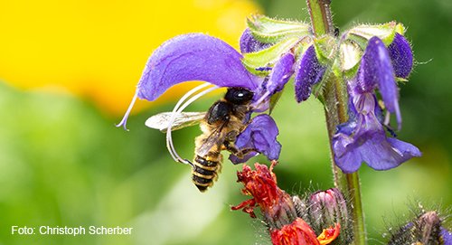 BfN_de's tweet photo. 🔎Bundesweit fehlt es an Artenkennerinnen und Artenkennern. Die Zahl derjenigen, die Arten genau bestimmen können, nimmt seit Jahren ab. Jetzt ist mit „KennArt“ eine neue Initiative zur Ausbildung von Artenkenner*innen gestartet: https://t.co/WRYVGQYk0p #Artenschutz #bpbv https://t.co/51lz4RlsDt