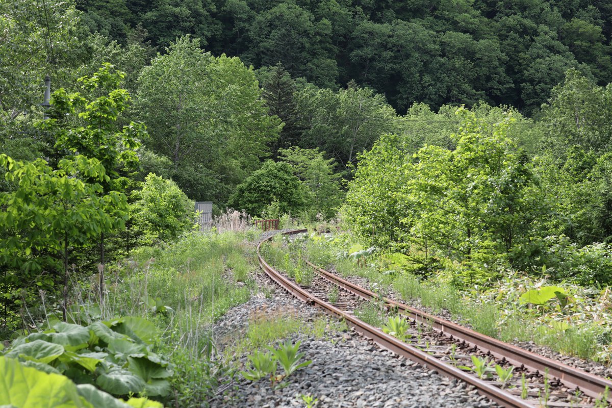 蕗ノ台 ルピナスの花も どうにも廃線イメージが強いんですけどね 深名線が無くなった年を思い出します 6 12 Jr 北海道 根室線 落合駅
