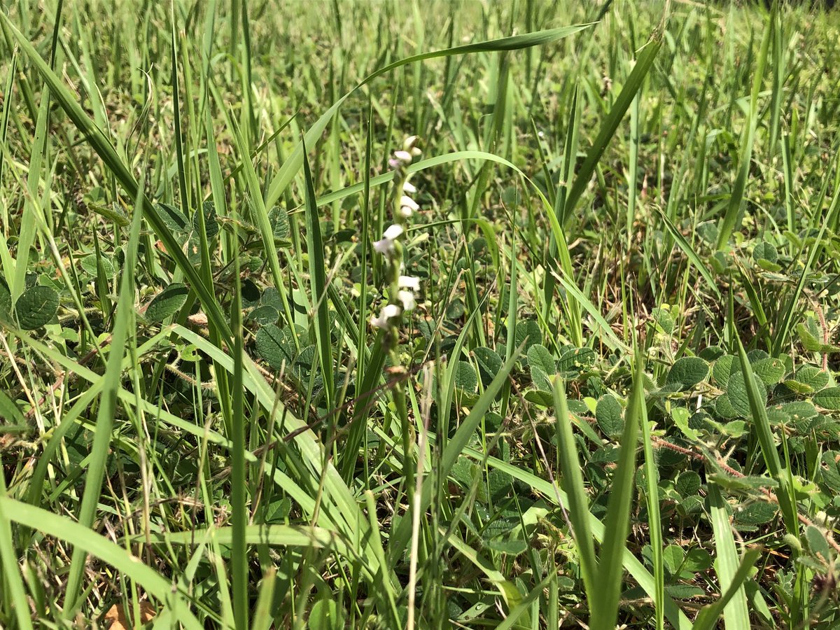 みよ 職場のネジバナ 1と2 ピンボケ 白があった 6月2日に開花確認 写真フォルダにありました 自宅のネジバナ 3と4 本日撮影 毎年純白の花が咲く物が出ます ちょっと弱い ネジバナチャレンジ