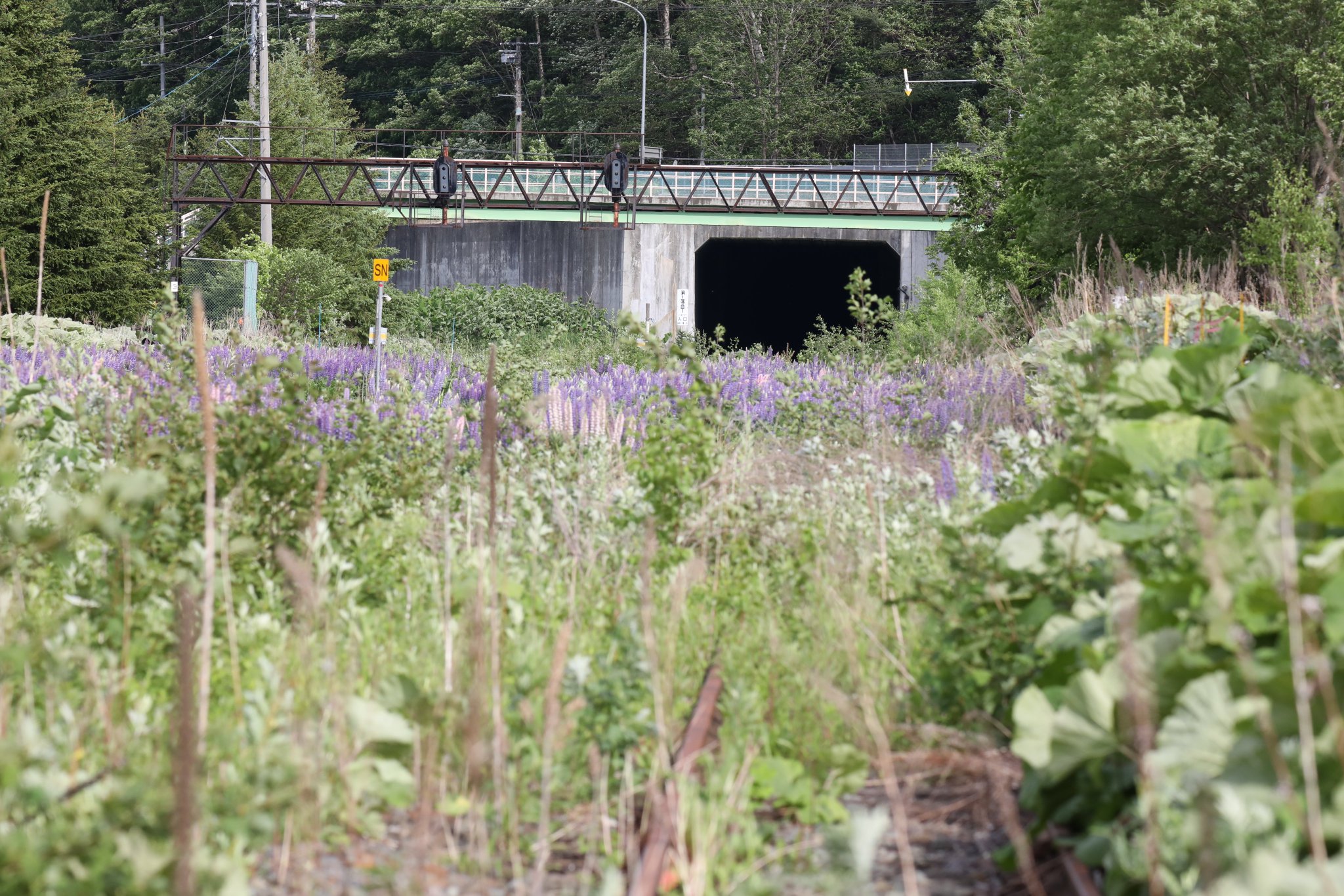 蕗ノ台 ルピナスの花も どうにも廃線イメージが強いんですけどね 深名線が無くなった年を思い出します 6 12 Jr 北海道 根室線 落合駅