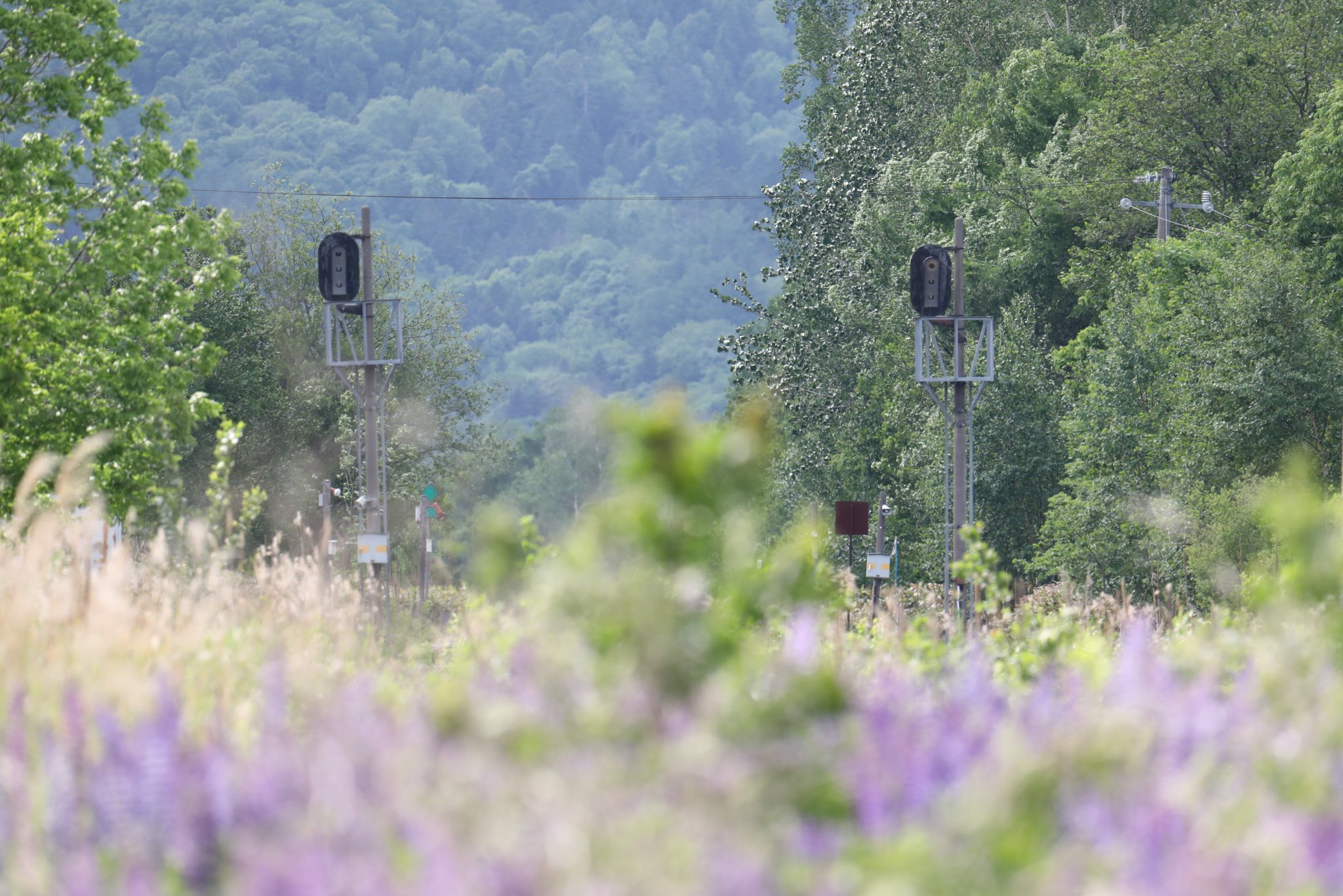 蕗ノ台 ルピナスの花も どうにも廃線イメージが強いんですけどね 深名線が無くなった年を思い出します 6 12 Jr 北海道 根室線 落合駅